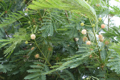 Leucaena leucocephala